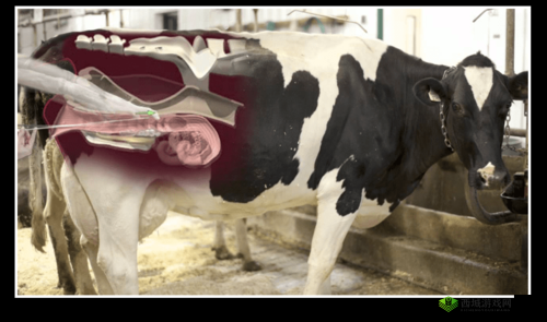 高清嘼皇 bestiality 相关内容的独特探索与呈现