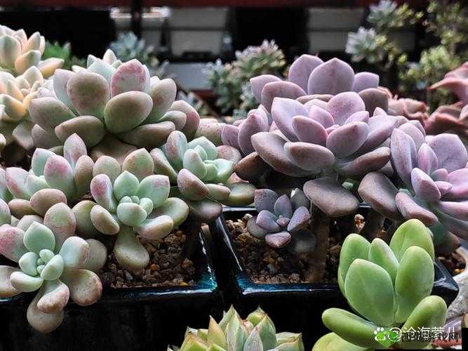 高 N 车多肉公交车:一场关于人性与道德的挑战