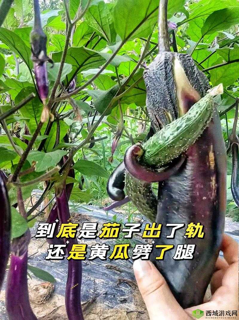 下面痒了用黄瓜还是茄子好：到底该如何选择呢