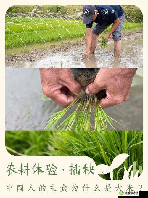 浪漫插秧和亲密插秧的区别：探究两者在情感表达上的差异