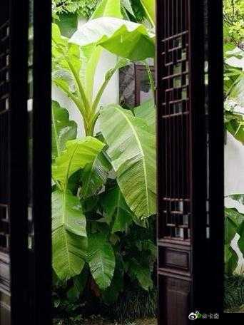 芭蕉视频入口：精彩视频汇聚之地等你来探索