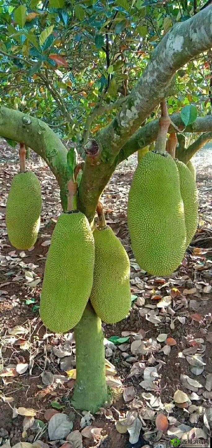 菠萝蜜大片：带你领略热带水果的独特魅力与风采