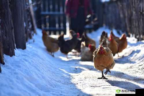 江湖悠悠，边塞炙鸡的风味之旅