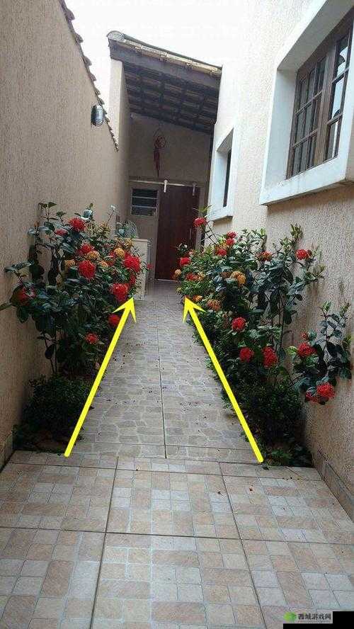 小花园想夹东西怎么办：探寻解决之道