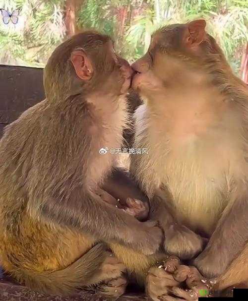 两只猴子能否成为夫妻这一现象引发的思考