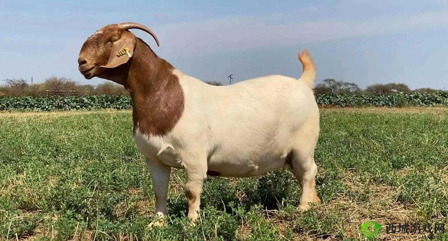 人进入羊的水门视频大全：独特视角呈现精彩内容