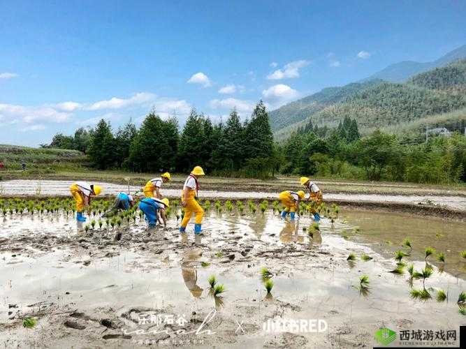 外国情侣插秧方法：独特农耕体验展现跨国爱情力量