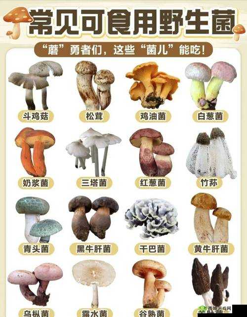 17c 爆料独家揭秘蘑菇的那些鲜为人知的秘密