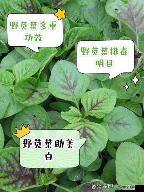 嫩草研究一二三四五六:深度探索其内在的奥秘与价值