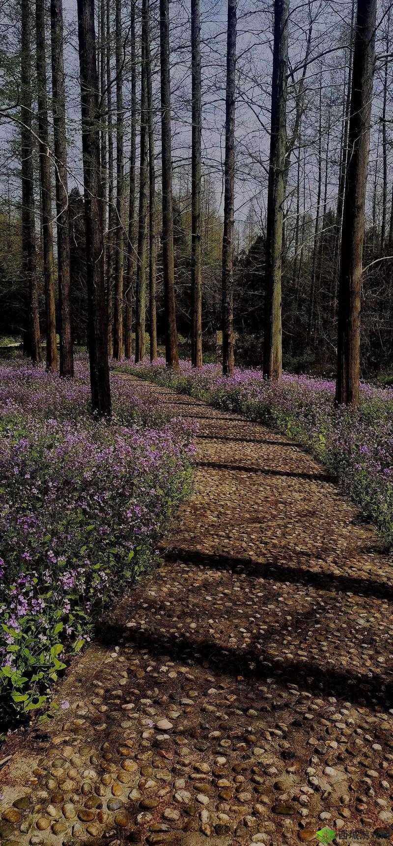 森林公园里的老人交易图片:揭示背后的隐秘故事