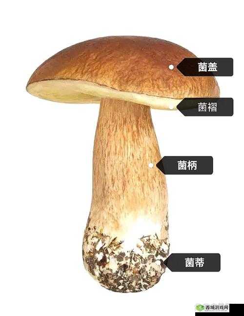 x7x7x7 任意噪 108 蘑菇：关于其的详细介绍与分析