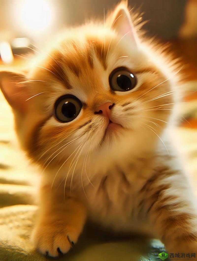 猫咪必火软件下载地址的资源管理艺术