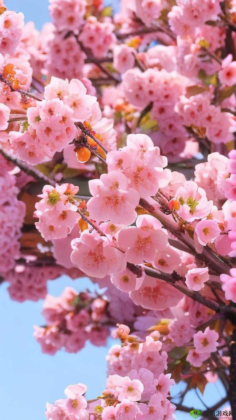 樱花官网官方进入版网址 2023:探寻浪漫的粉色世界