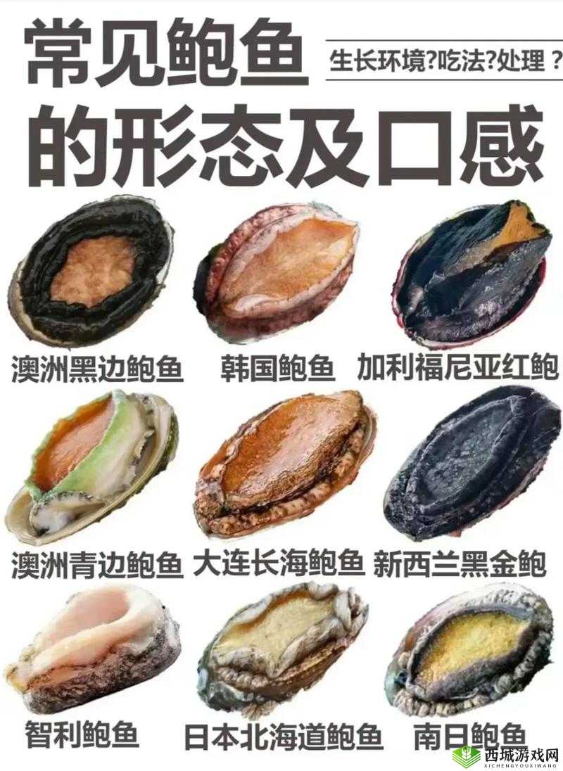 阿娇鲍鱼：美味海鲜的独特魅力与丰富营养价值介绍