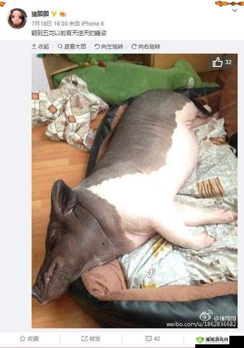 欧美 zooskoolknotty 猪的狂野世界:揭秘不为人知的背后故事