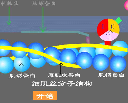 下边一阵一阵收缩怎么回事啊:医学专家解答