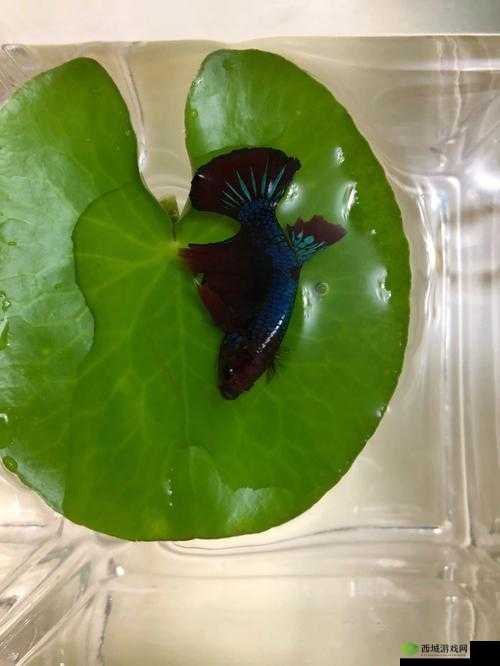 双龙戏珠 1v2 躺平鱼:游戏玩法与特色详细解析