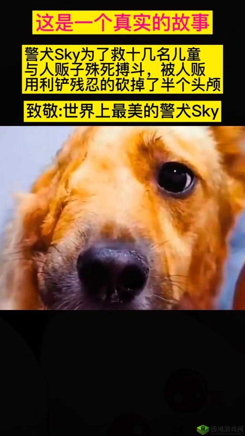 张警犬 9 分 10 秒头撞玻璃在线观看:引人深思的事件背后