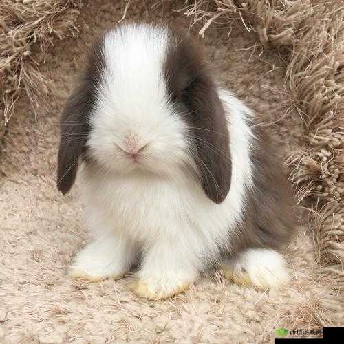 尺寸 1v1 长耳朵的兔子:超可爱萌宠等你来发现
