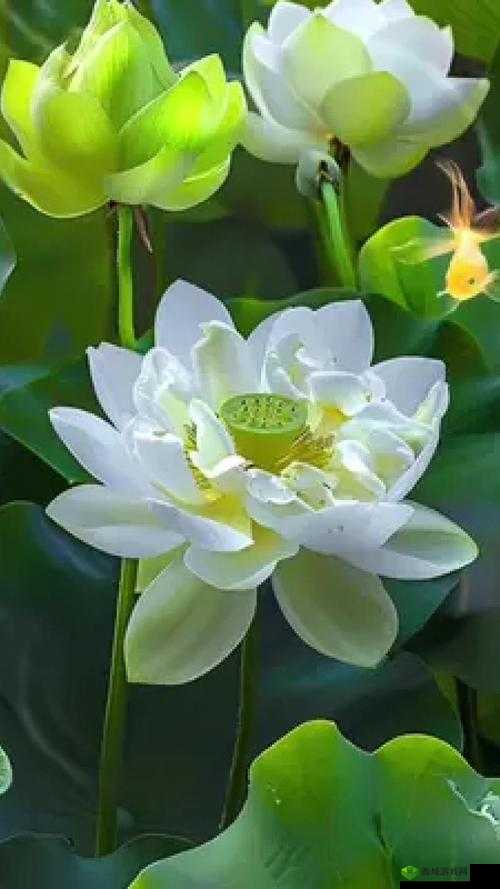 女性半夜莲花开放与健康新视角:其自愈可能性探讨