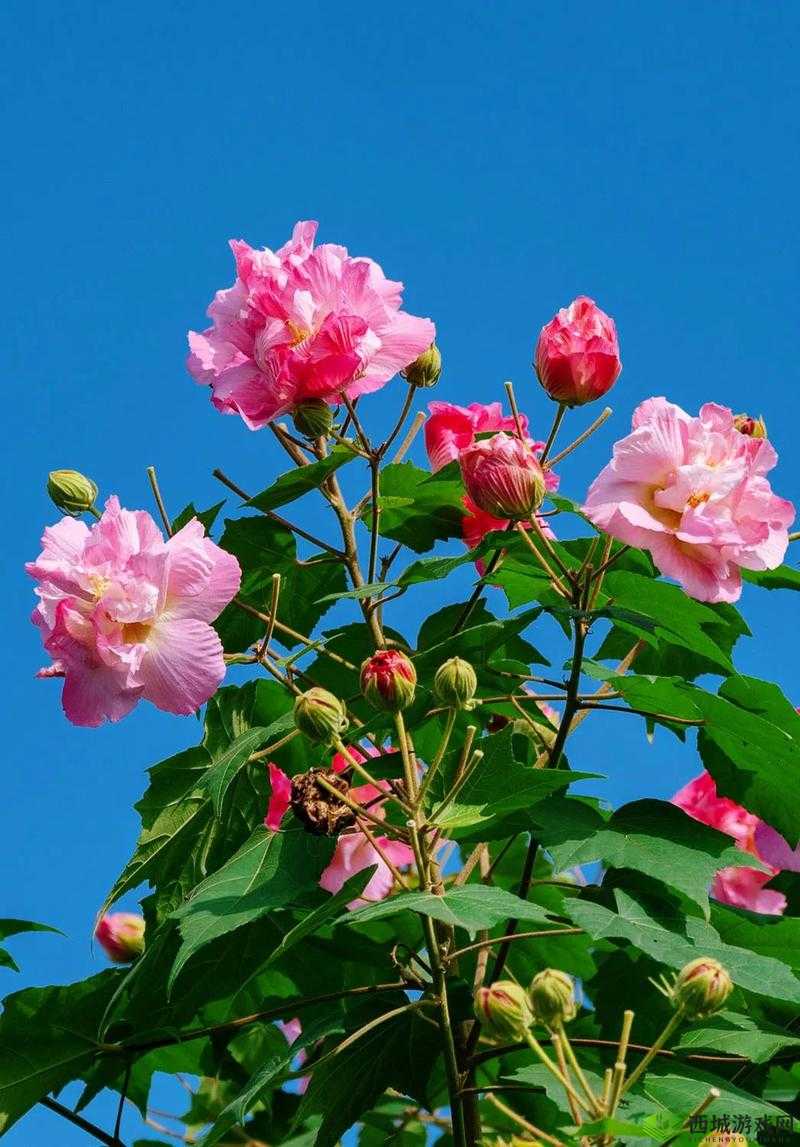 芙蓉，多面绽放的璀璨之花