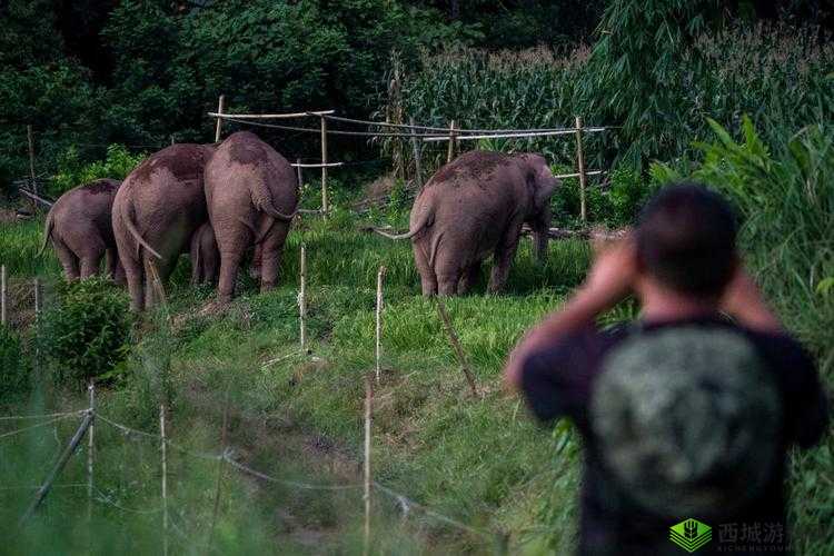 120 秒免费体检大象：为大象健康保驾护航的特别行动
