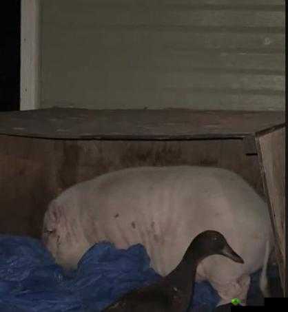 小猪视频草莓视频:带来精彩有趣的各类视频内容