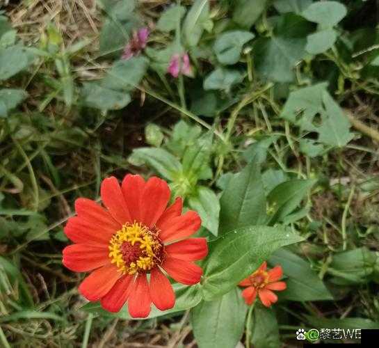 野花社区视频在线:一个充满多样内容的视频平台