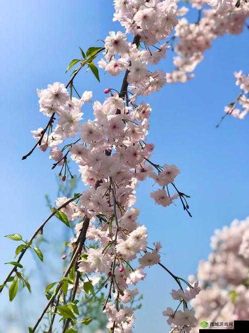 :樱花爆操:探寻其背后的神秘力量