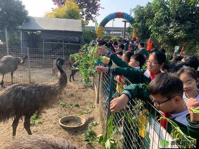美国Zoom 动物仙踪林:带你领略神奇动物世界的精彩之旅