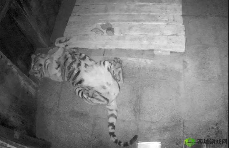 进村东北虎被命名为完达山1号,一段人与自然的奇妙邂逅