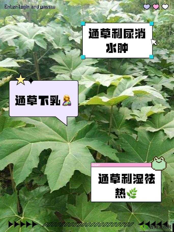 千金秘精方真的有如此神奇功效吗