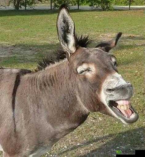 傻大壮长的驴一样的东西：令人惊奇的奇特存在