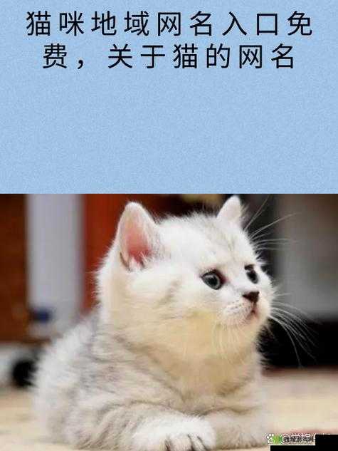 猫咪最新永久地域网名是什么:探寻其背后的神秘含义