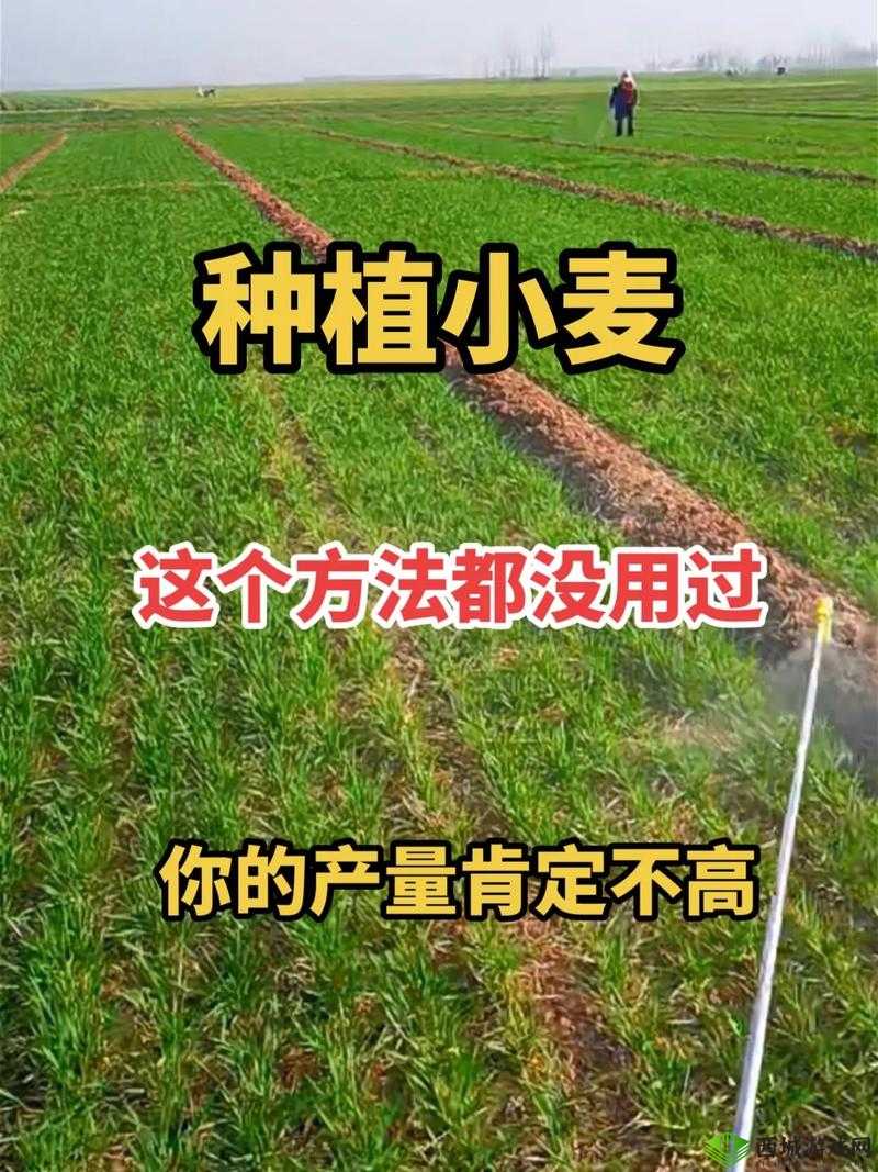 超级小麦,农业的新革命与种植指南