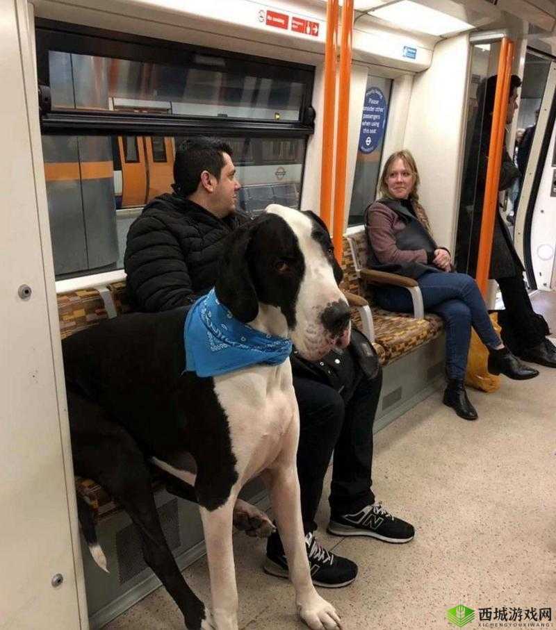 外国人物与动物交互狗 aa 的奇妙故事