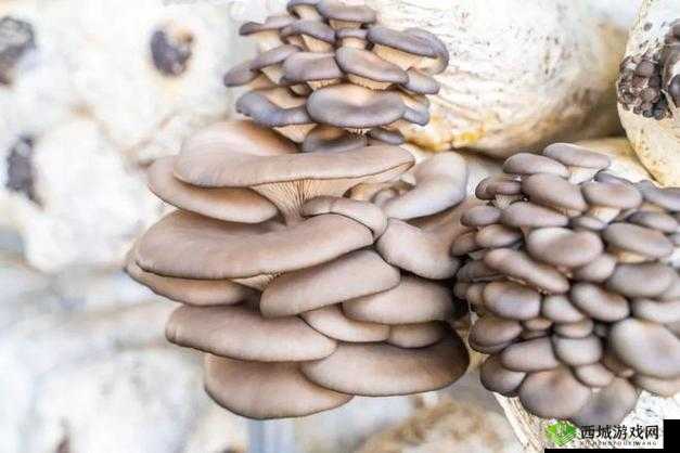 91 精品国产综合久久喷水蘑菇:国产精品的极致体验