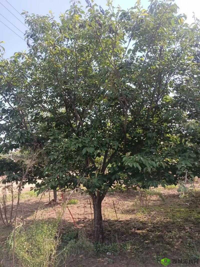 崩坏3新活动晚樱时间介绍