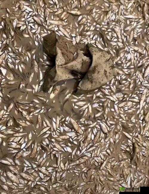 鄱阳湖附近大量鱼因神经中毒死亡，甲氰菊酯的滥用与生态灾难