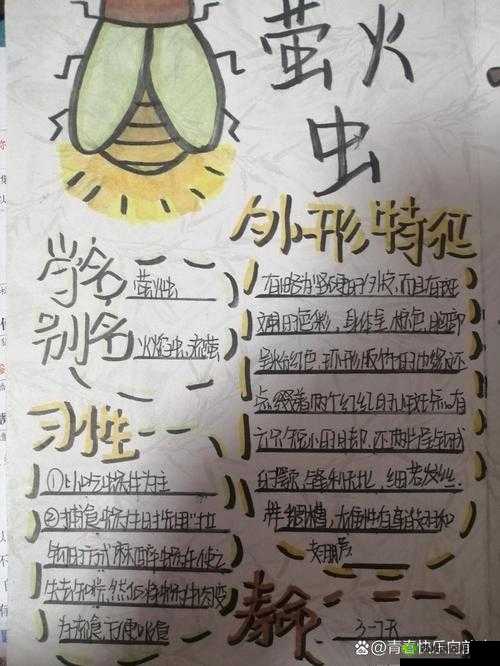 云南发现3个萤火虫新种,探索自然之美与生物多样性