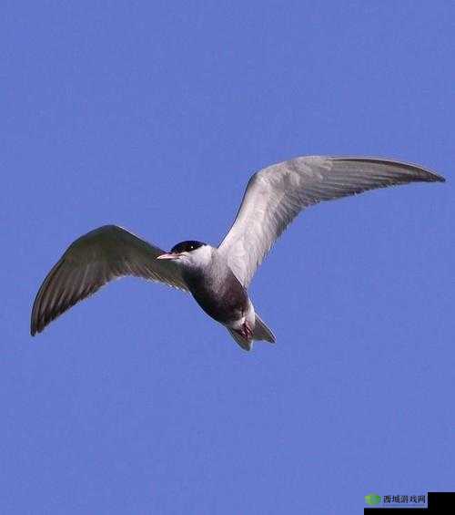 云南盈江再现珍稀黑腹燕鸥