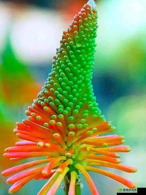 上海秘境，探寻那些不为人知的奇花异草