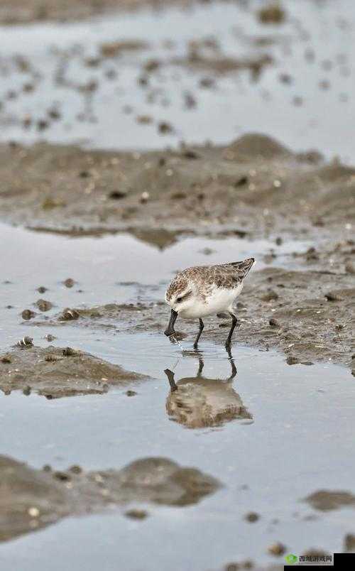 浙江玉环发现世界极危鸟种,珍稀勺嘴鹬与白头鹤的惊喜现身