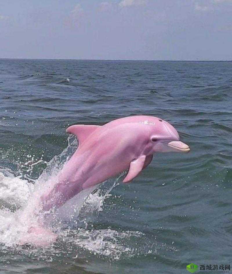 广东南澳岛现5只粉色海豚,海洋生态的奇妙与保护