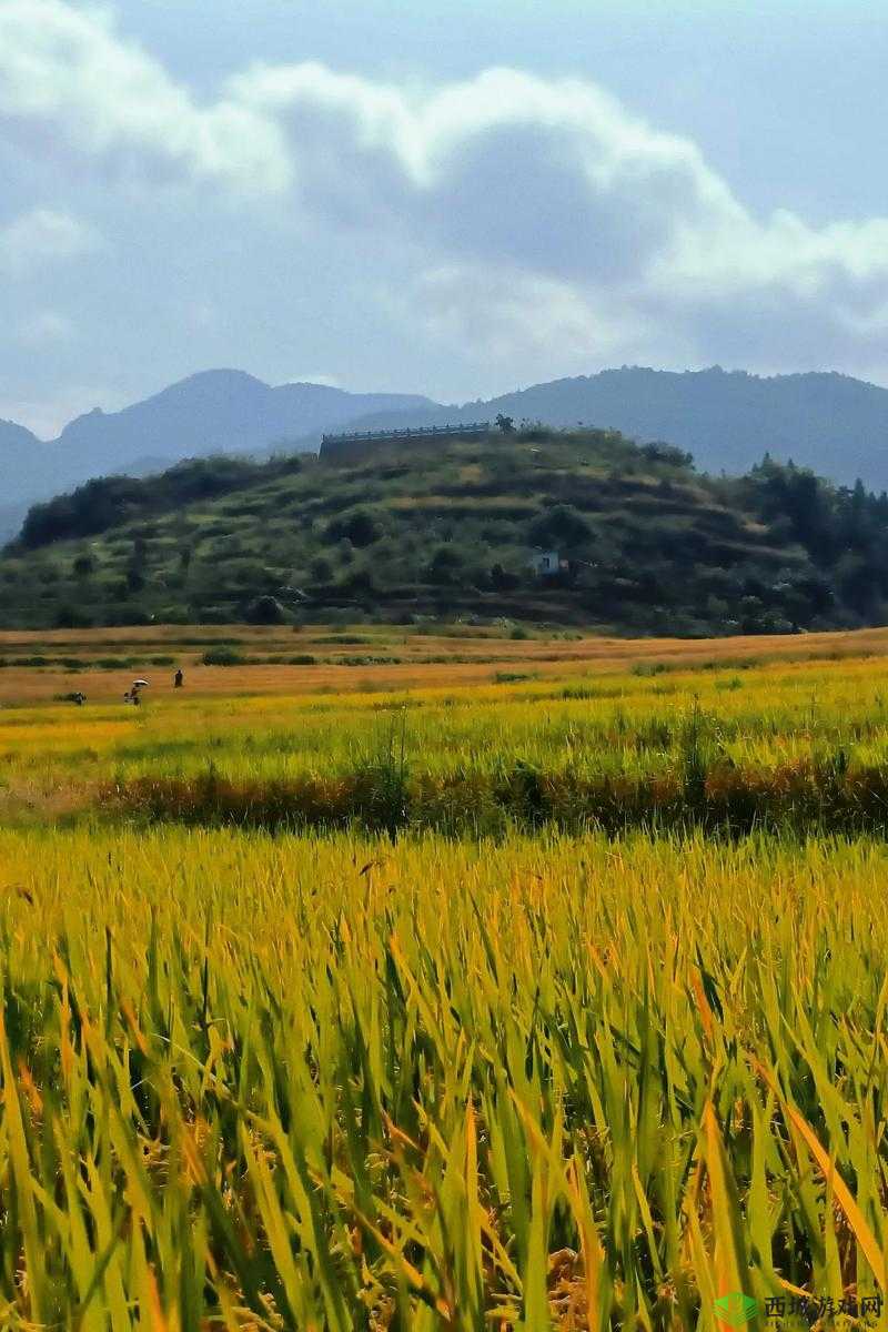 田间欢：那片充满欢乐与生机的田野之景