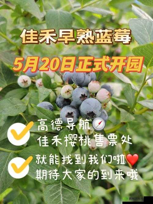 蓝莓社区福利导航：全面解读社区福利资源指南