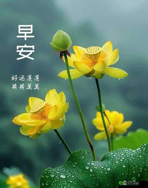 解密久久成熟德性若自然矣:探寻其深层内涵与价值所在