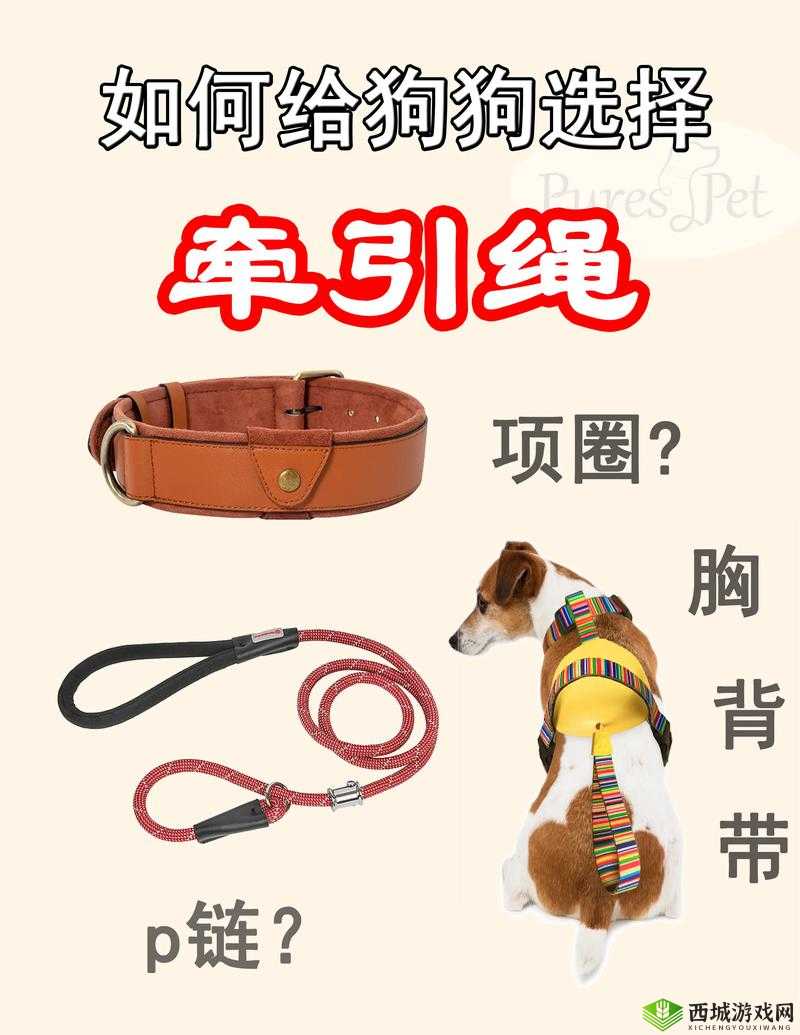 简单4步让狗狗习惯牵引绳