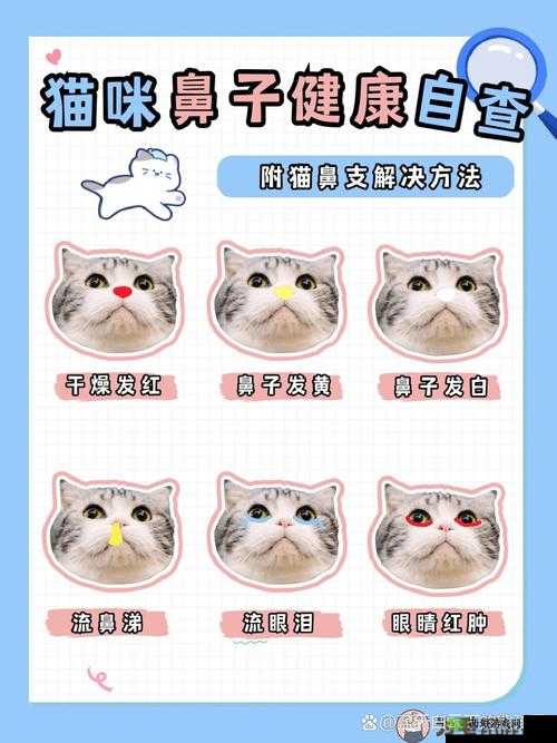 猫咪鼻子干湿度科普