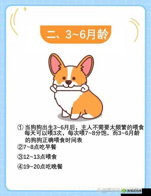 狗狗断奶小知识，科学管理、资源优化与健康成长
